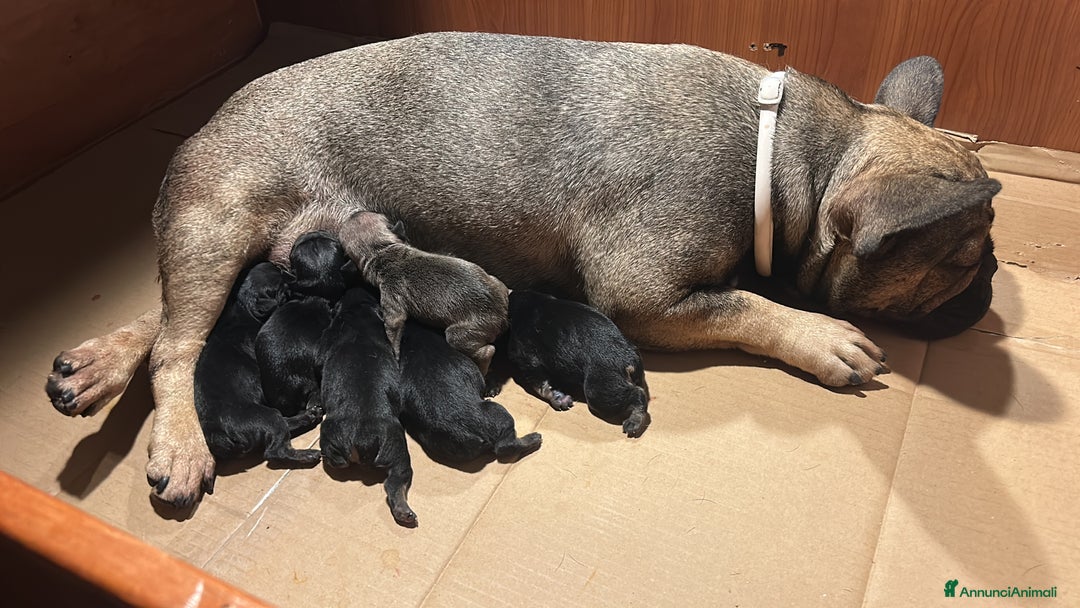 Altre razze gatti in vendita: Bulldog francese cuccioli a Città metropolitana di Milano - Immagine 1