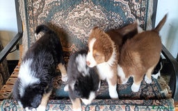 Australian Shepherd cani in vendita: cucciolata di sette fratelli con pedigree a Provincia autonoma di Trento - Immagine 5