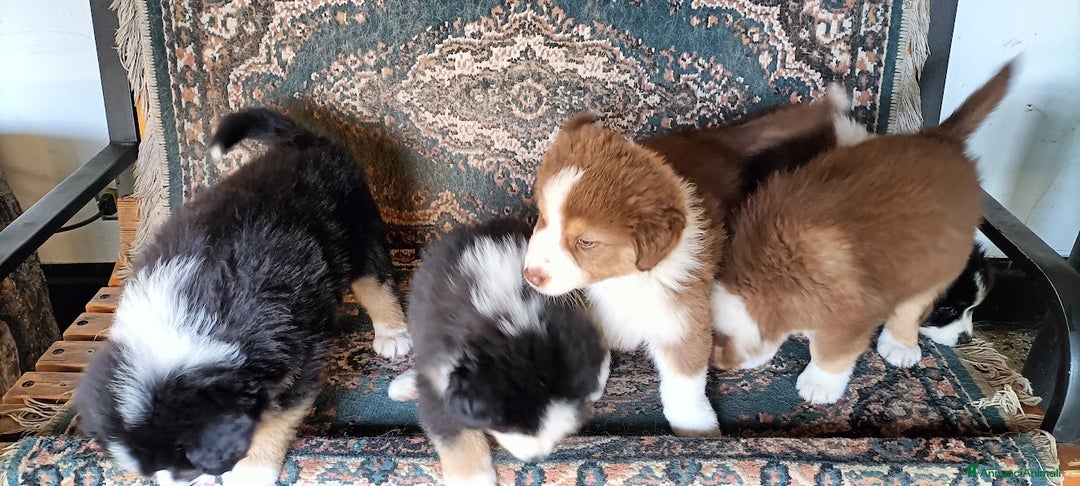 Australian Shepherd cani in vendita: cucciolata di sette fratelli con pedigree a Provincia autonoma di Trento - Immagine 5