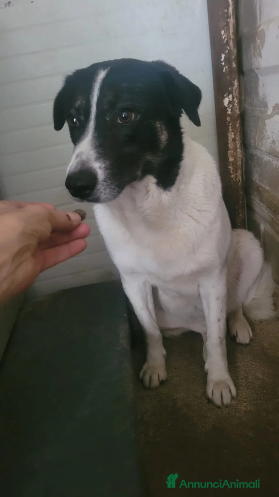 Meticcio cani in regalo: Cookie, una tenerissima meticcia - Annuncio 2