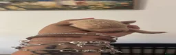 Barboncino cani in vendita: Barboncini - Annuncio 5