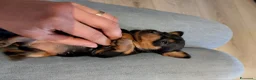Pinscher Miniatura cani in vendita: Pinscher nano toy - Annuncio 1