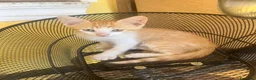 Altre razze gatti in regalo: Gattini in regalo  a Provincia di Verona - Annuncio 2