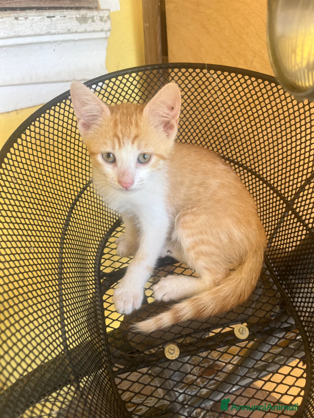 Altre razze gatti in regalo: Gattini in regalo  a Provincia di Verona - Annuncio 2