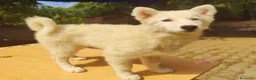 Yakutian Laika cani in vendita: Cuccioli di Yakutian Laika - Annuncio 8