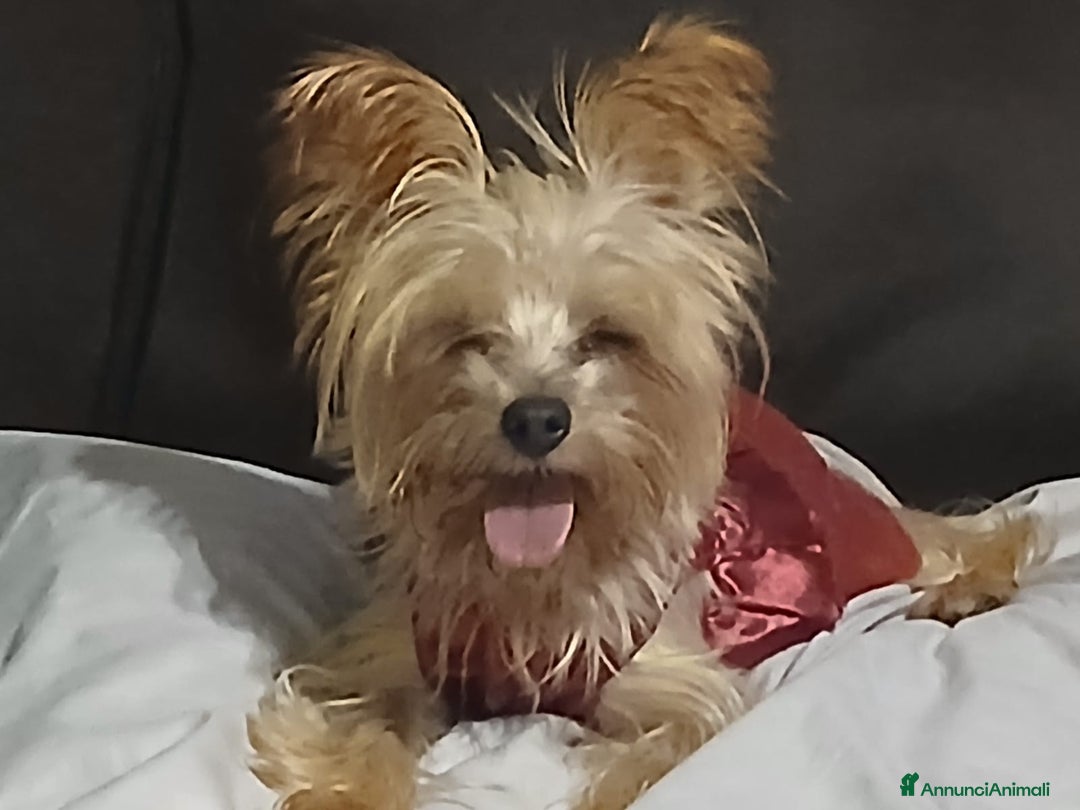 Yorkshire cani in regalo: Splendida Yorkshire - YORKI - Annuncio 4
