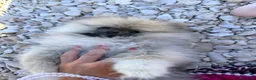 Spitz cani in vendita: Spitz tedesco nano a Provincia di Ancona - Annuncio 6