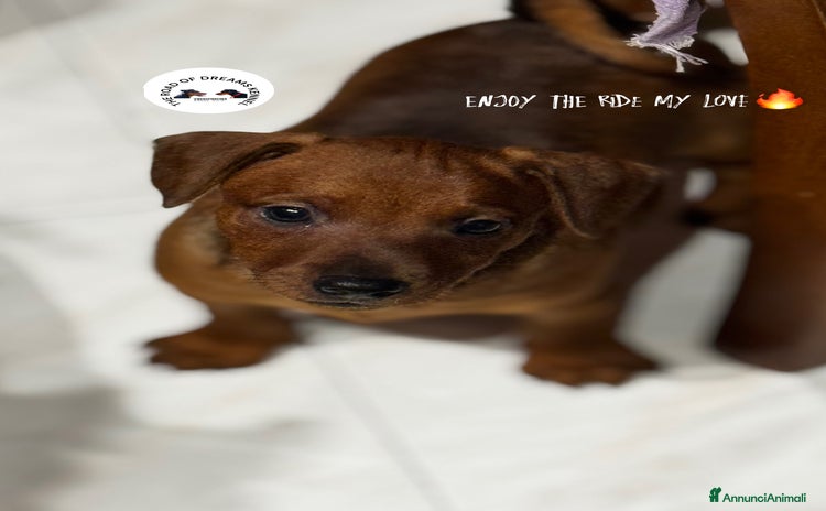 Pinscher Miniatura cani a Provincia di Pavia - Annuncio 1