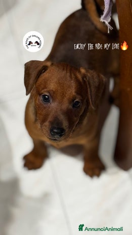 Pinscher Miniatura cani a Provincia di Pavia - Annuncio 4