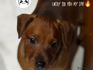 Pinscher Miniatura cani Pinscher nano a Provincia di Pavia - Annuncio 7