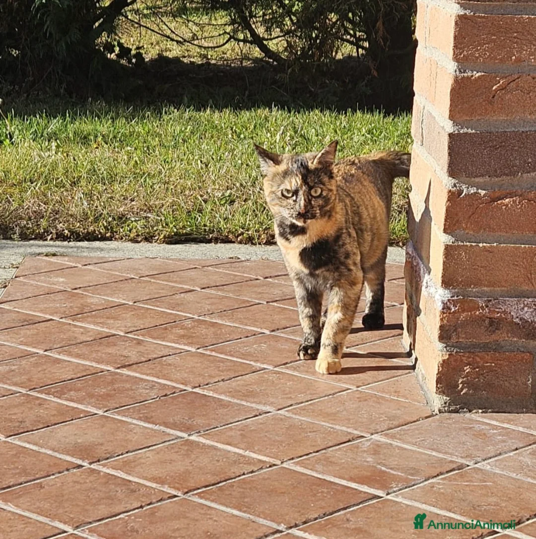 Meticcio gatti in regalo: Chloe a Provincia di Asti - Annuncio 4