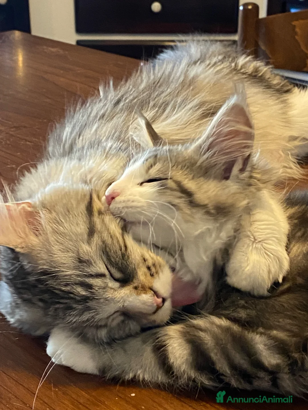 Maine Coon gatti in vendita: Maine Coon  - Annuncio 2