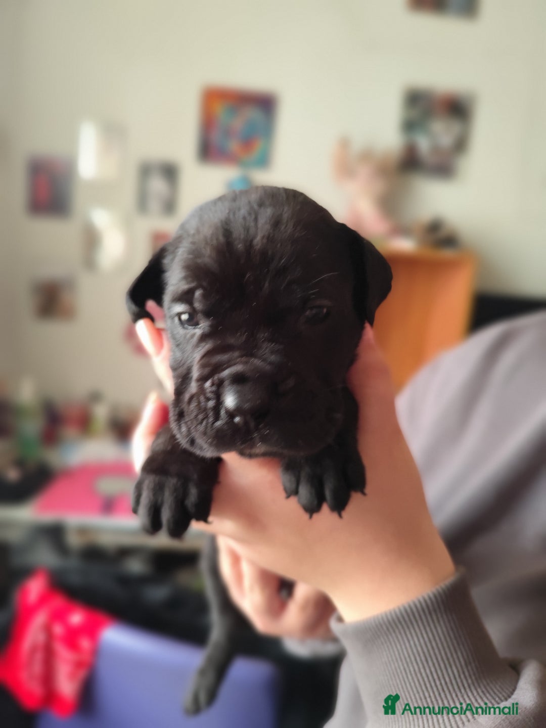 Cane Corso cani in vendita: Cuccioli di cane corso  - Annuncio 6