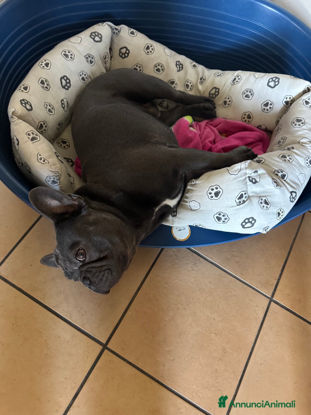 Bulldog Francese cani per accoppiamento: Lion Texas vuole diventare papino - Annuncio 4