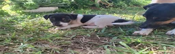 Jack Russell cani in vendita: Cuccioli di jack russel  a Provincia di Lecce - Annuncio 3