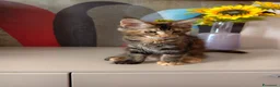 Maine Coon gatti in vendita: Bellissima cucciola Maine coon  - Annuncio 5