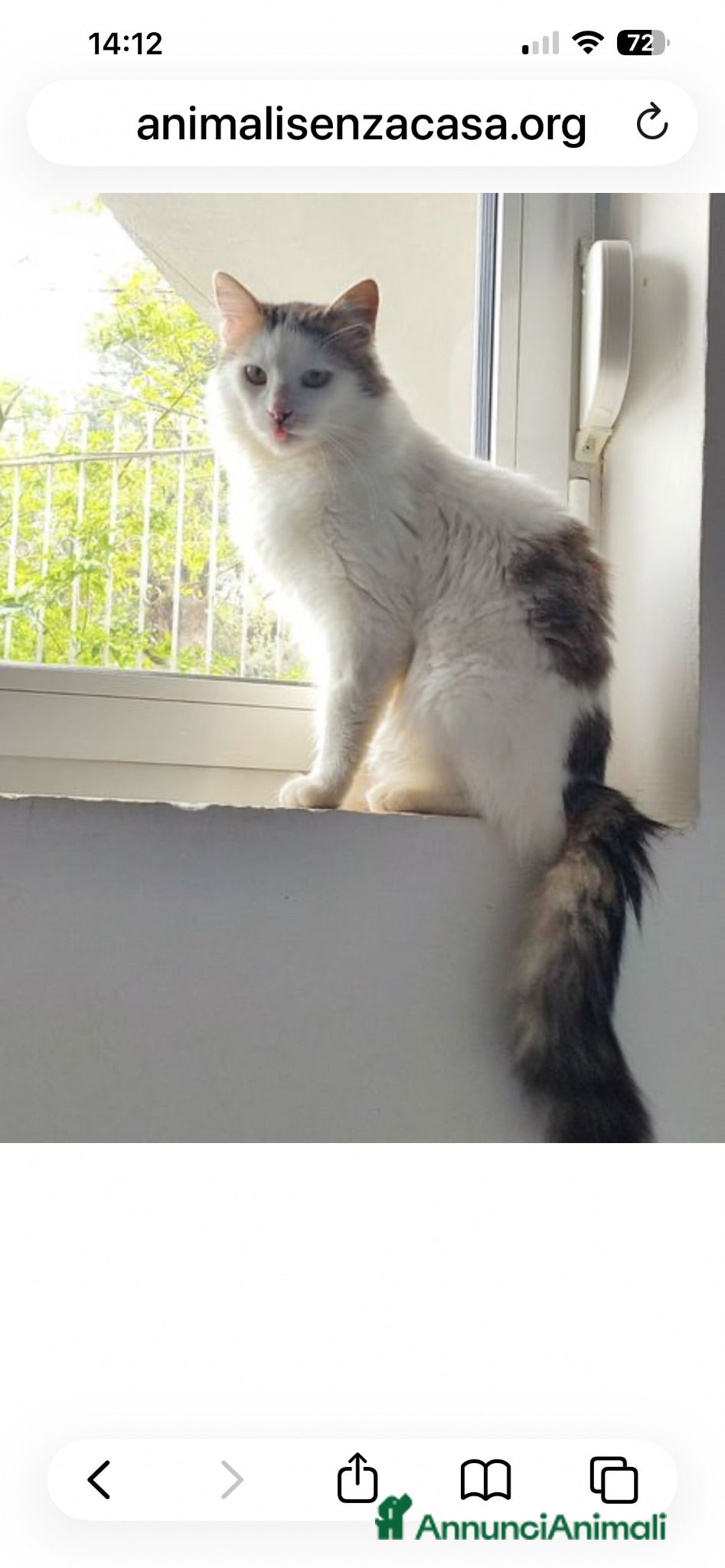 Europeo gatti Roman bellissimo micio a pelo lungo - Annuncio 10