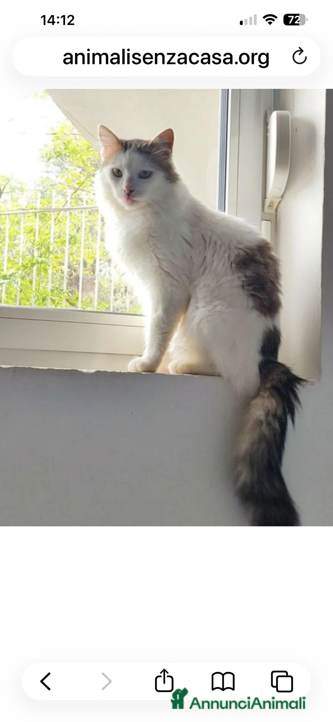 Europeo gatti in regalo: Roman bellissimo micio a pelo lungo - Annuncio 1
