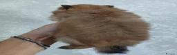 Spitz cani in vendita: Spitz volpino pomerania - Annuncio 2
