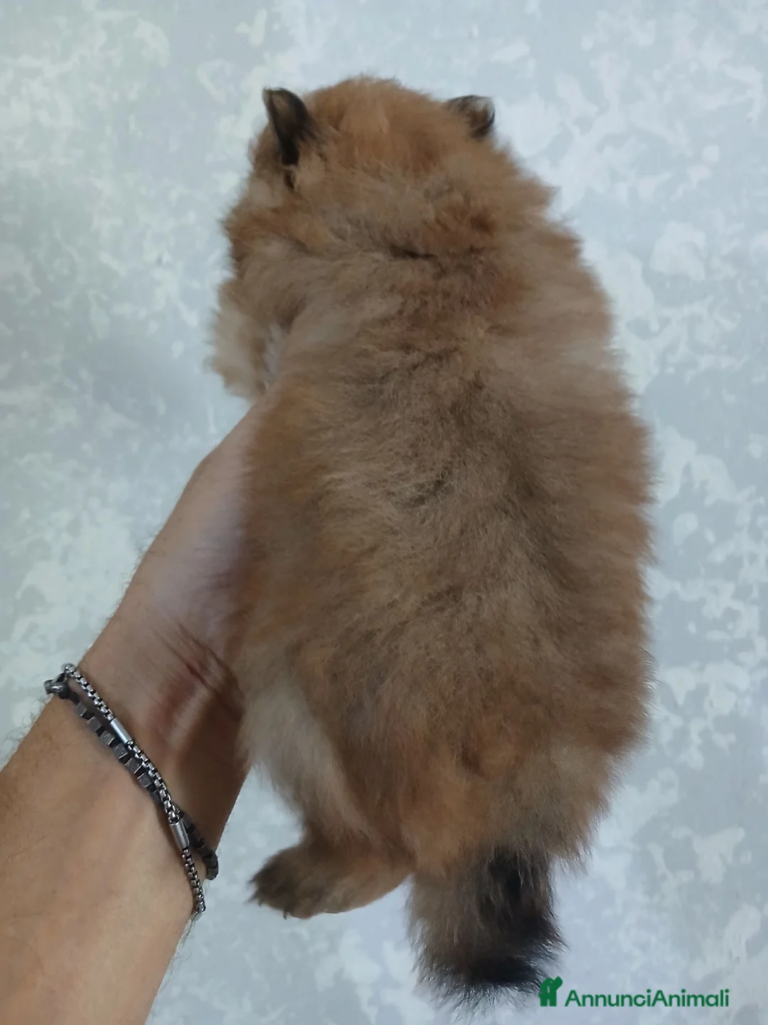 Spitz cani in vendita: Spitz volpino pomerania - Annuncio 2