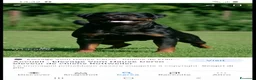 Rottweiler cani in vendita: Cuccioli rottweiler  - Annuncio 19