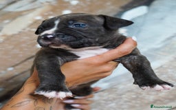 American Bully cani in vendita: Cuccioli American Bully XXL  a Provincia di Lecco - Immagine 2