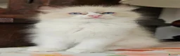 Ragdoll gatti in vendita: Meraviglioso ultimo cucciolo Ragdoll - Annuncio 1