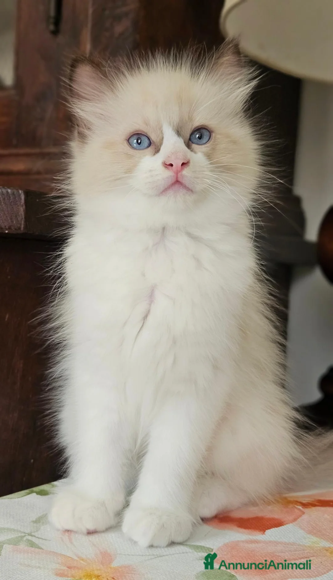 Ragdoll gatti in vendita: Meraviglioso ultimo cucciolo Ragdoll - Annuncio 1