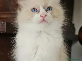 Ragdoll gatti Meraviglioso ultimo cucciolo Ragdoll - Annuncio 2
