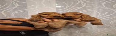 Cocker Cucciolo 5