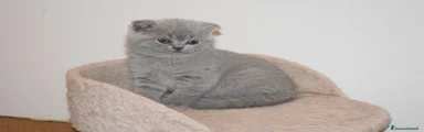 Scottish fold