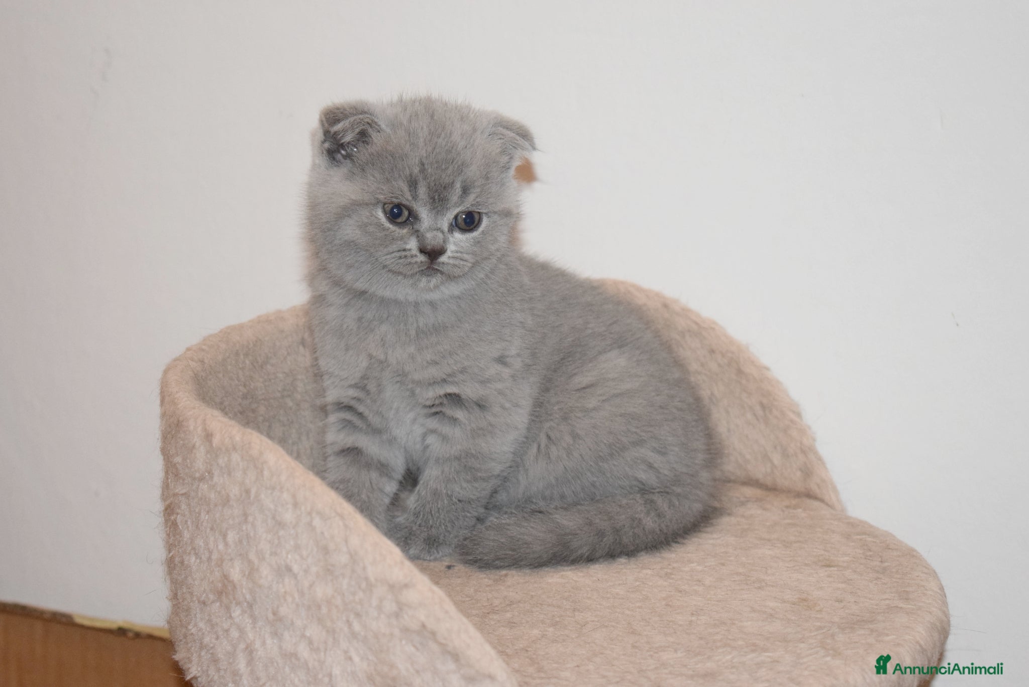 Scottish gatti in vendita: Scottish fold e straight con pedigree - Annuncio 5