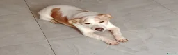Meticcio cani in regalo: PICCINO - Annuncio 7