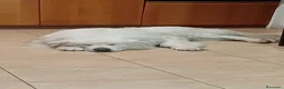 Pastore Maremmano cani in vendita: Cuccioli Pastore maremmano/abruzzese - Annuncio 3
