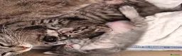 Altre razze gatti in regalo: Gattini in cerca di una casa a Provincia di Frosinone - Annuncio 2