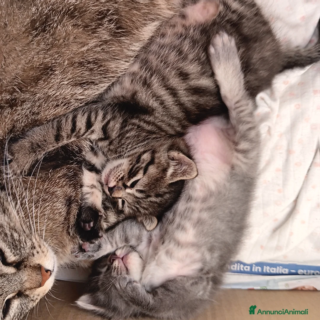 Altre razze gatti in regalo: Gattini in cerca di una casa a Provincia di Frosinone - Annuncio 2