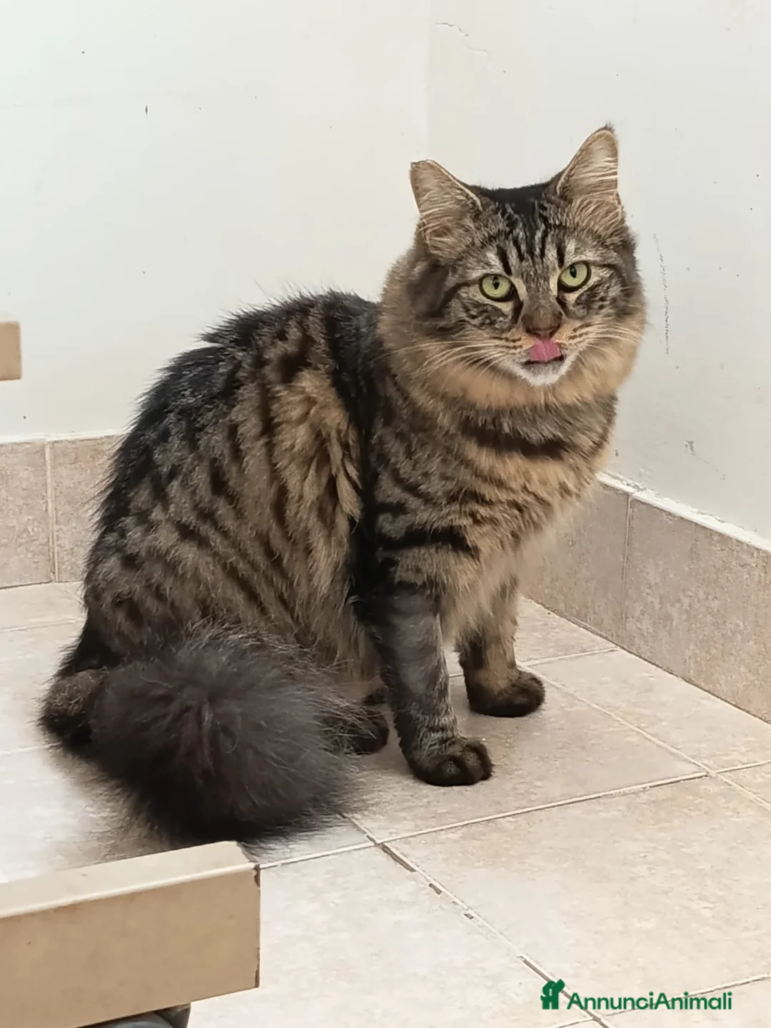 Meticcio gatti in regalo: Terry e Meggie, cercano adozioni - Annuncio 5