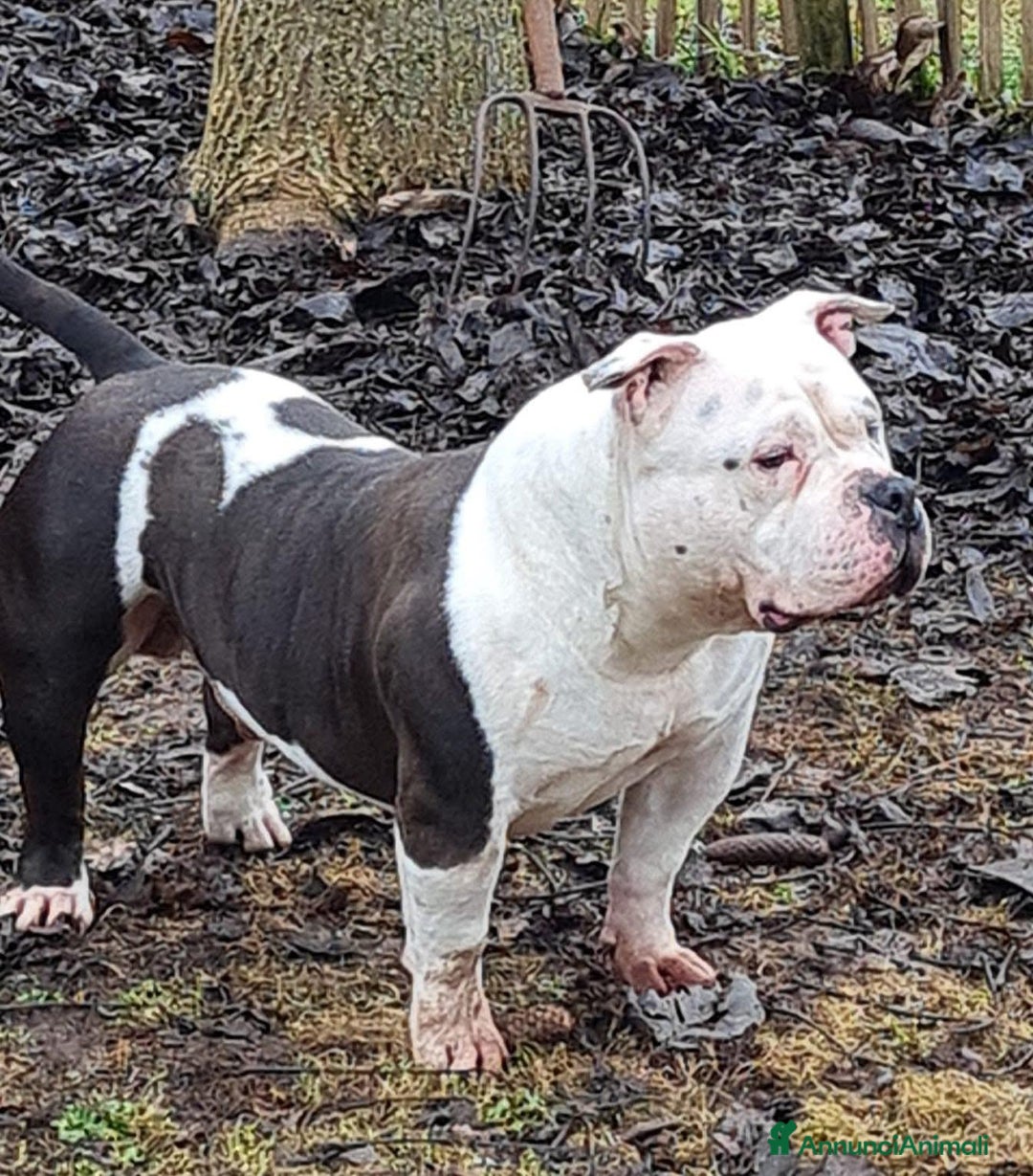 American Bully cani in vendita: American Bully Poket - Annuncio 7