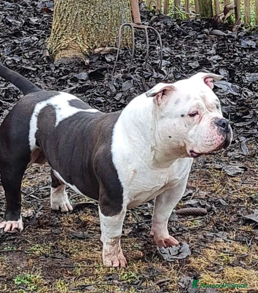 American Bully cani in vendita: American Bully Poket - Annuncio 7