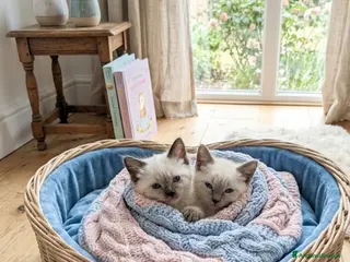 Ragdoll gatti Gatto.bambola - Annuncio 1