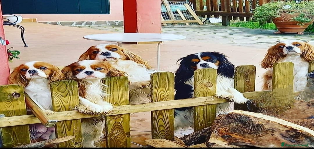 Immagine della galleria {{count}}