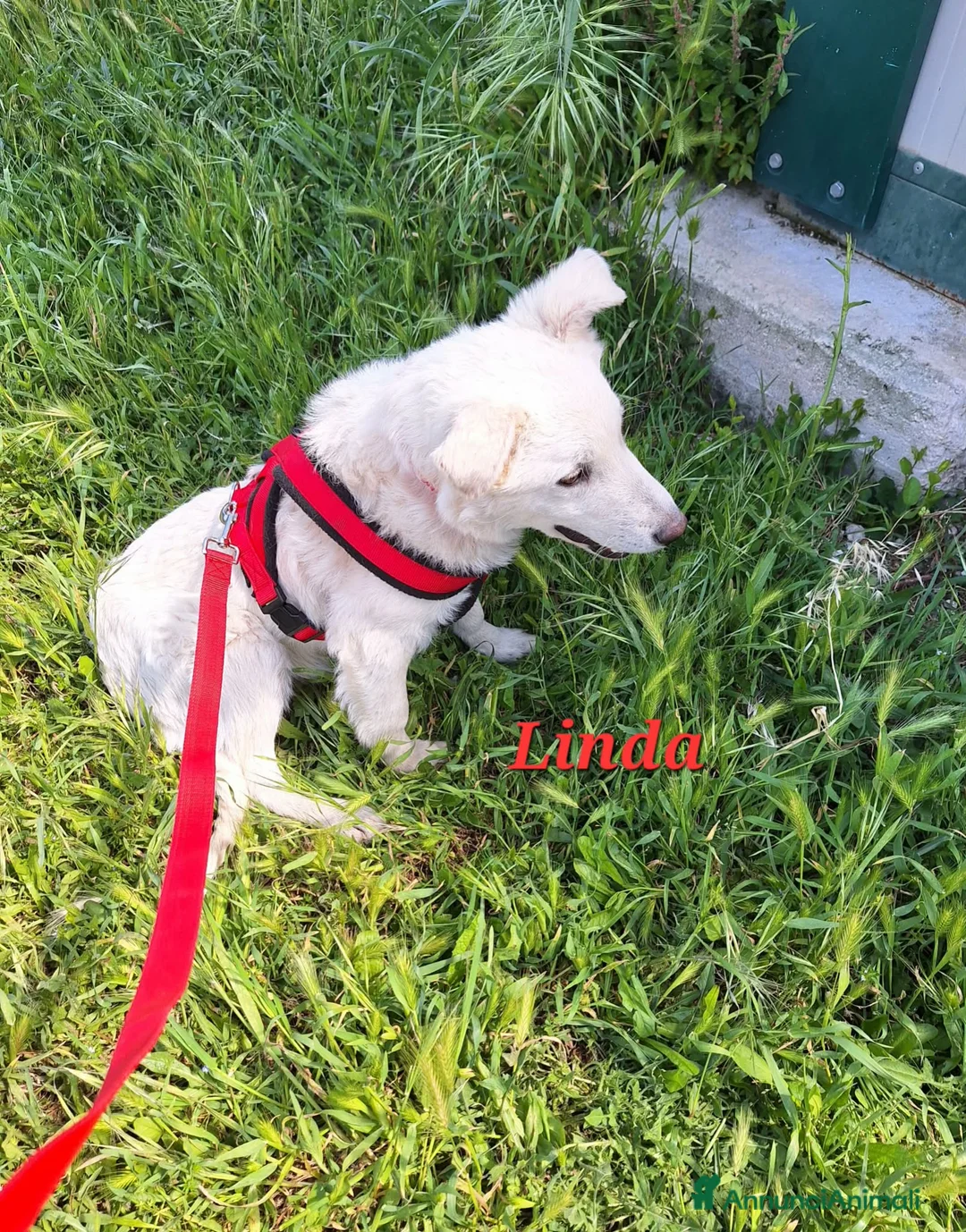 Meticcio cani in regalo: Linda dolce cucciola aspetta la sua famiglia. a Città metropolitana di Roma Capitale - Annuncio 2