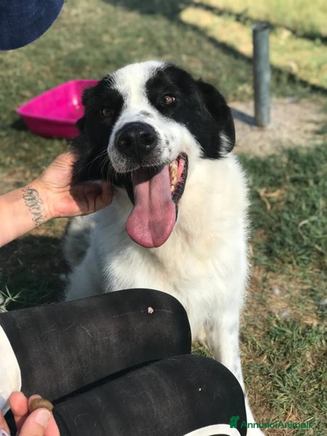 Meticcio cani in regalo: BUFFALO, CHE TIPO SIMPATICO a Provincia di Latina - Annuncio 5