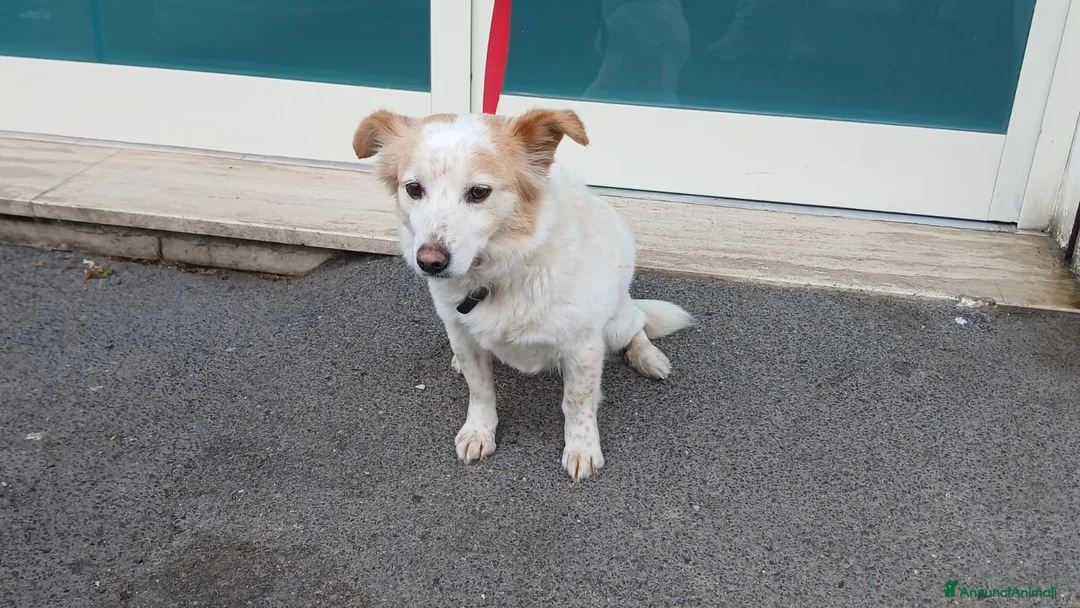 Meticcio cani in regalo: NONNA PESCA HA BISOGNO DI UNA CASA, IN ADOZIONE - Annuncio 2
