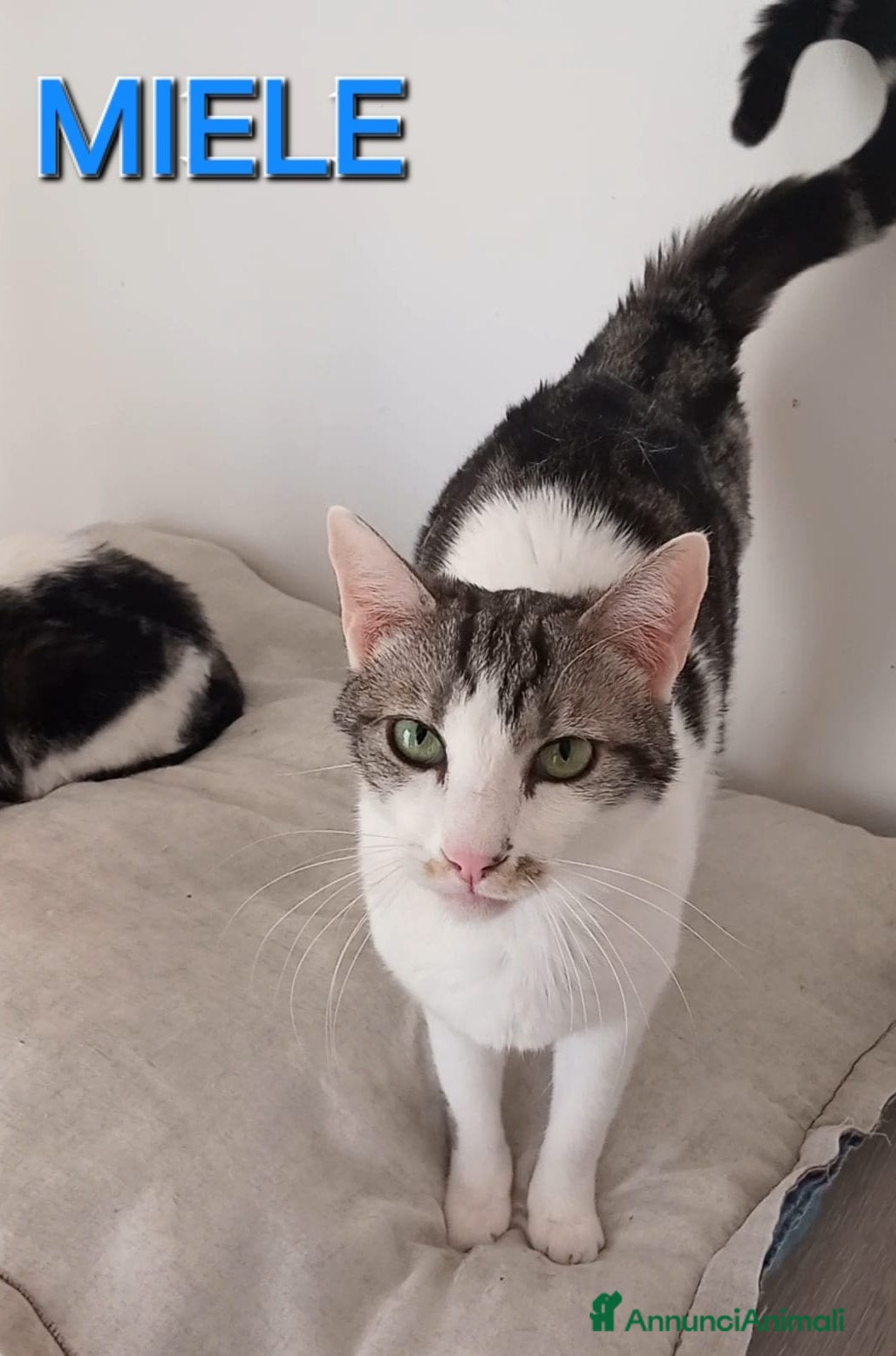 Europeo gatti Miele, adorabile gatto da adottare! - Annuncio 2