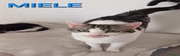 Europeo gatti in regalo: Miele, adorabile gatto da adottare! - Annuncio 1