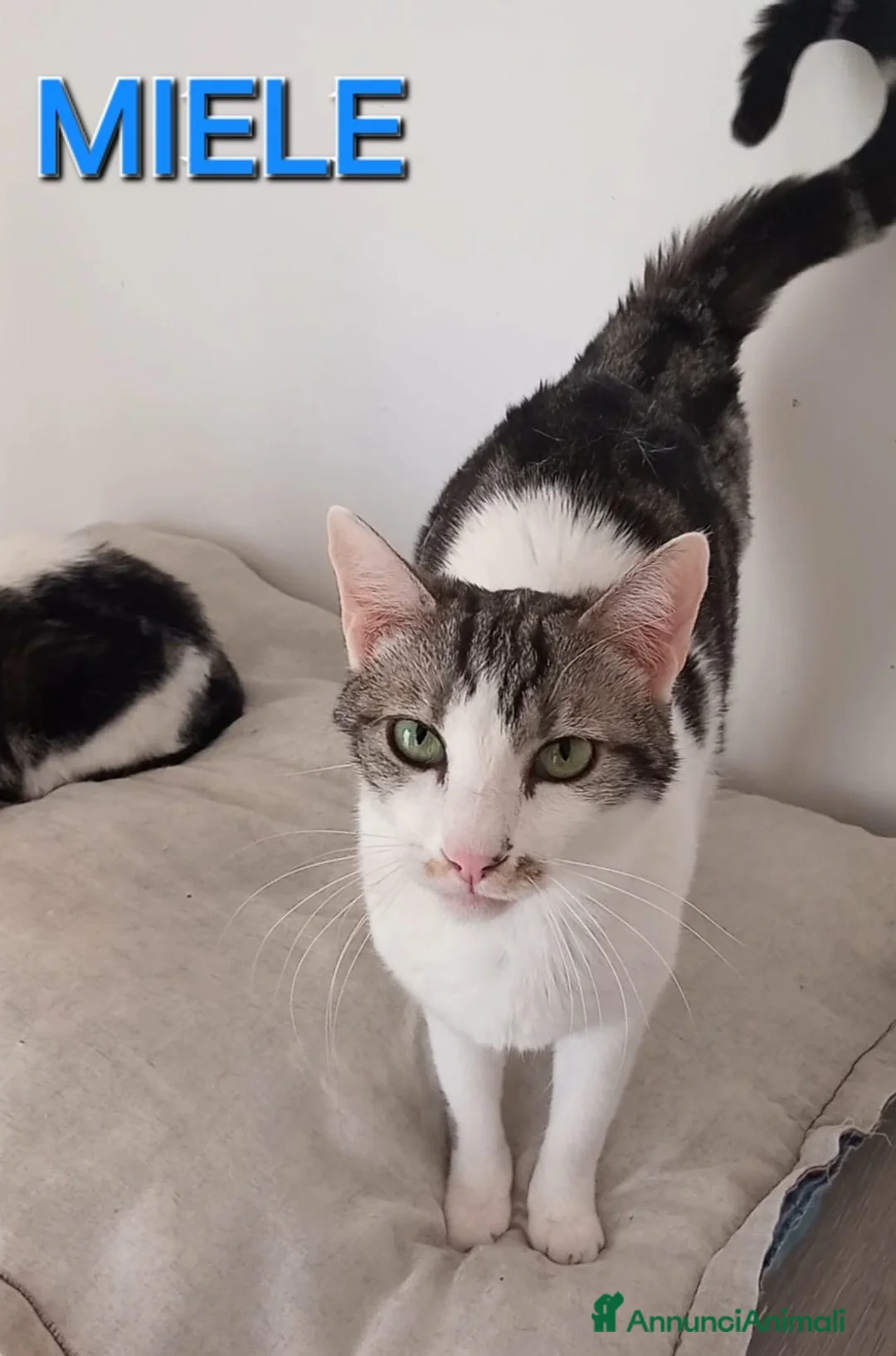 Europeo gatti in regalo: Miele, adorabile gatto da adottare! - Annuncio 1