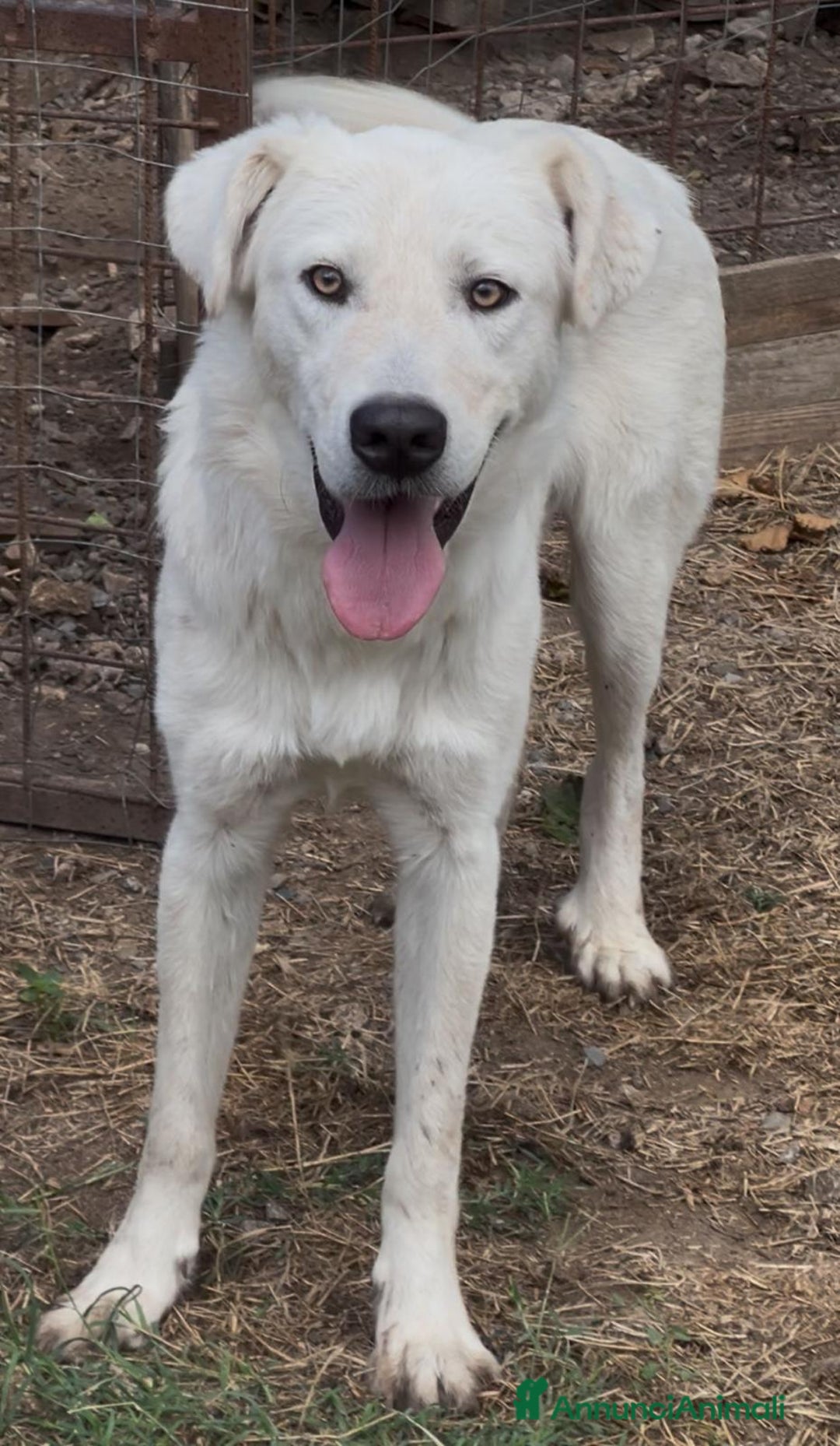 Meticcio cani in regalo:    Guè  - Annuncio 3