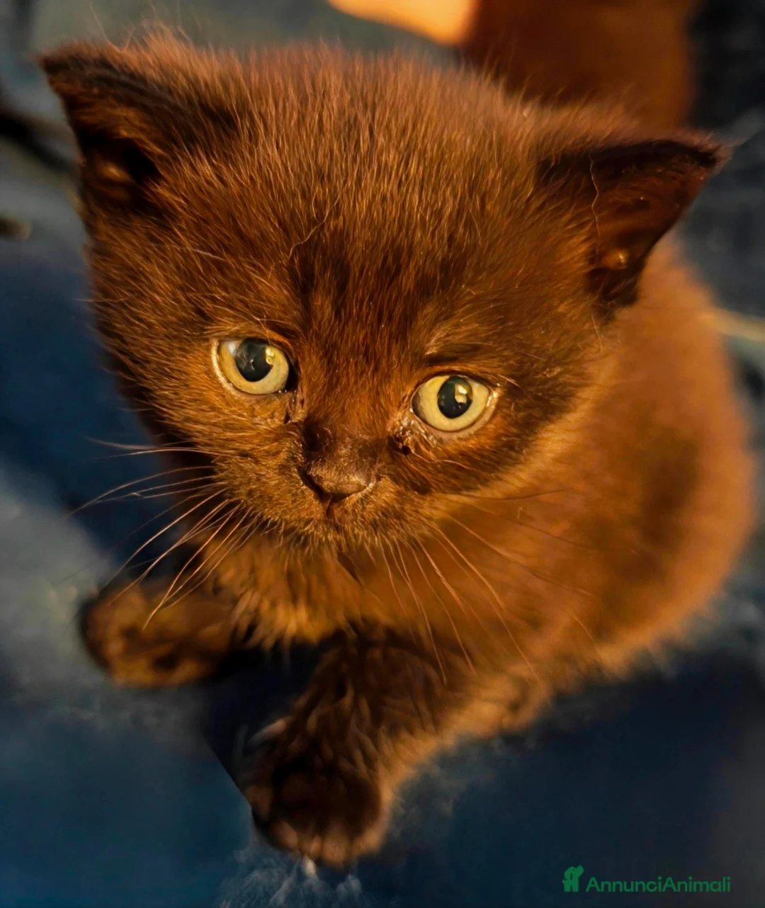 British gatti in vendita: Cuccioli da genitori British short hair  - Annuncio 8
