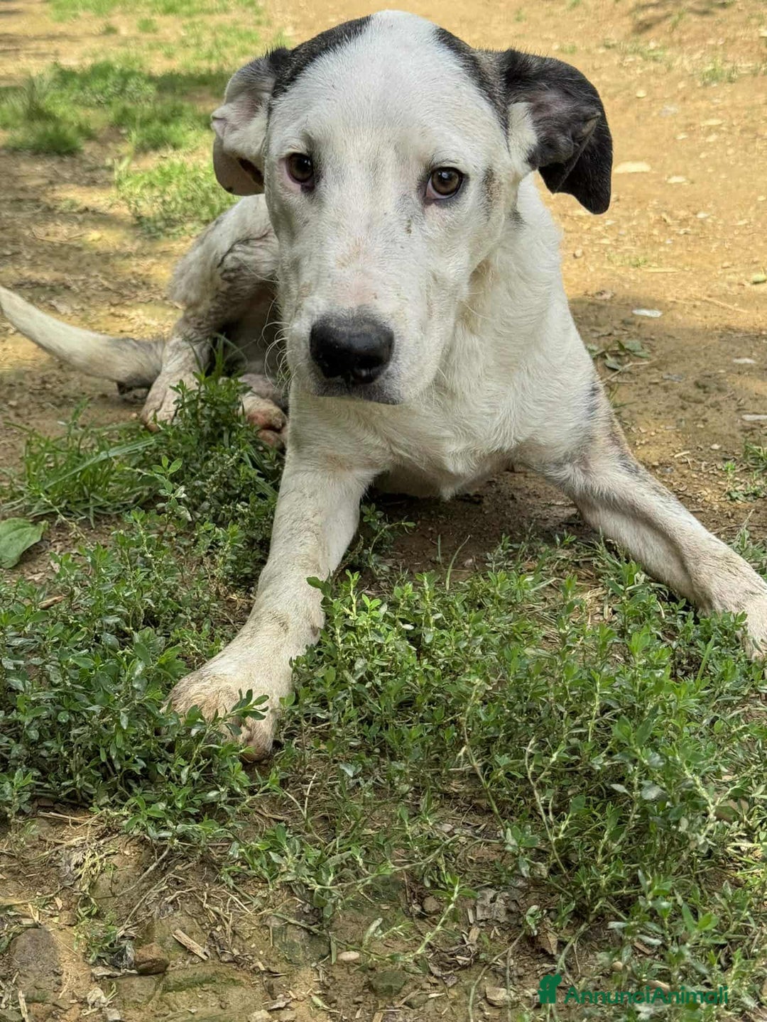 Pitbull cani in regalo: ROCK e ALFA, cuccioli super coccoloni! Mix PIT - Annuncio 2